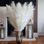 Pampas grass PURE WHITE Large Dried grass Reed home décor 120 cm {sold per stem) Free postage