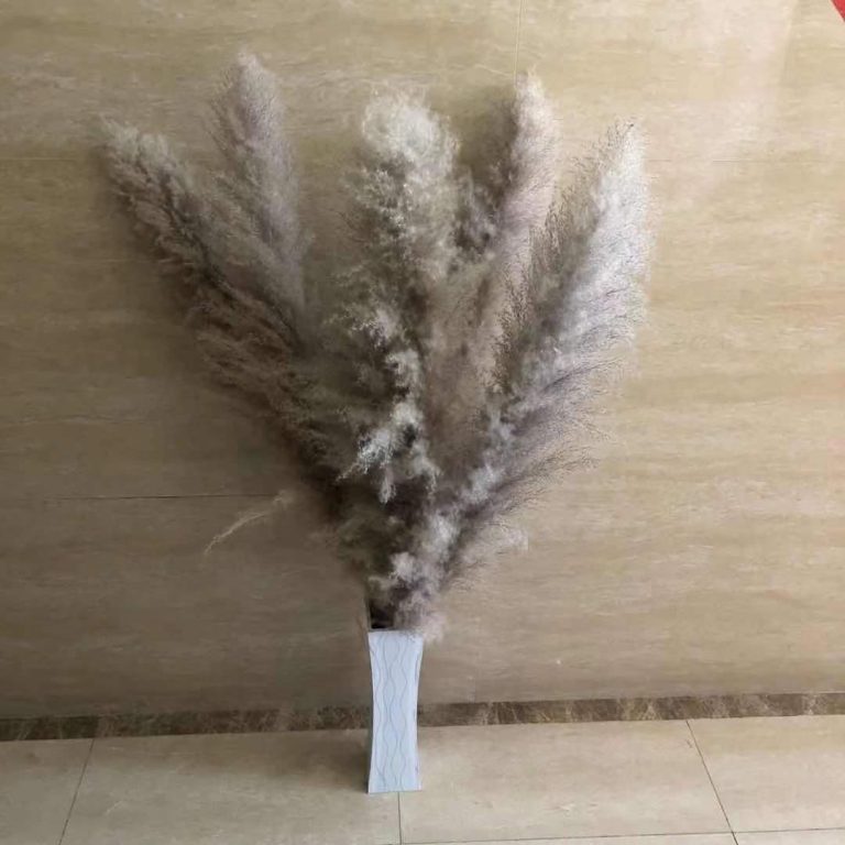 Light Grey Pampas Grass Large & Fluffy Home Decor Love Products LTD