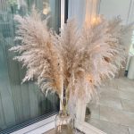pampas grass
