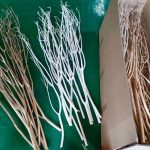 Mitsumata branches| branches | dried Japanese Branches 120cm home décor { 4 Branches } free postage